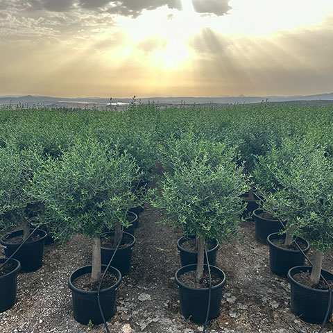 Olea Europaea Tête en boule