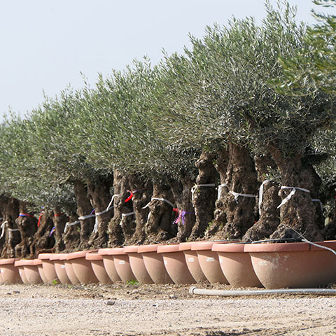 Olea Europaea Bonsaï