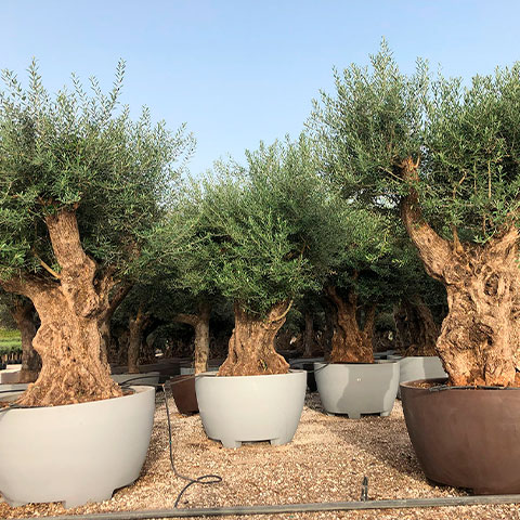 Olea Europaea Gamme Décorative