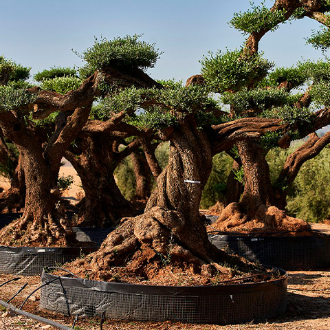 Olea Europaea Spécimen