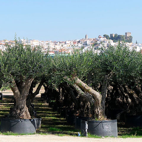 Olea Europaea Ramifié