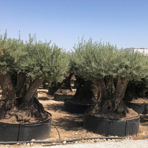 Triple Mediano Malla