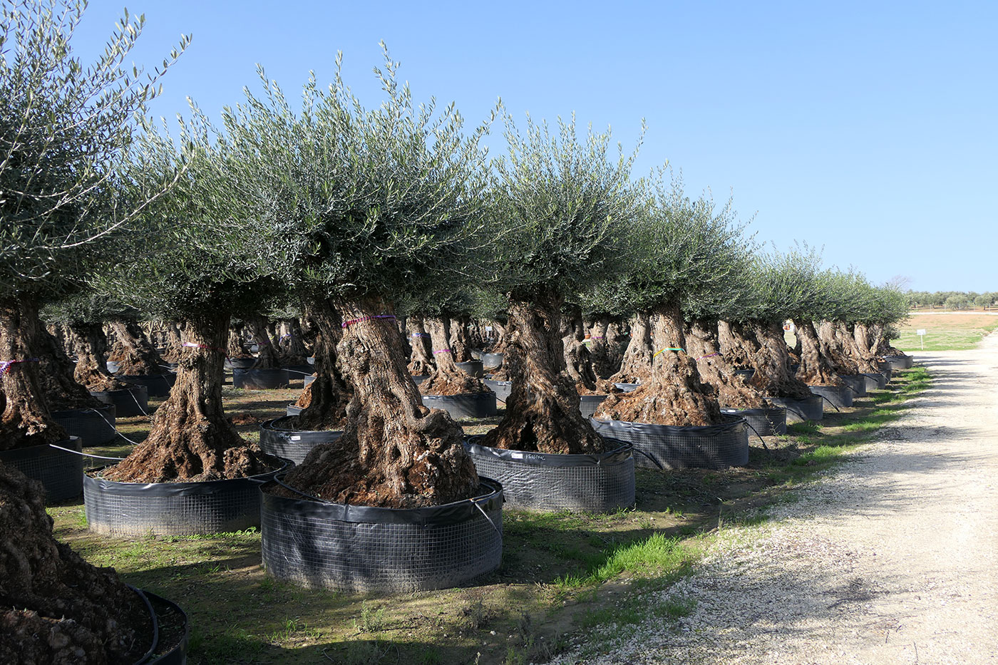 Lechin Olea europaea Lechín