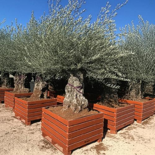 Bonsai 100 120cm Caja Madera 104x104