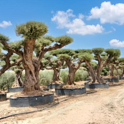 Olea Europaea Pompon Ejemplar
