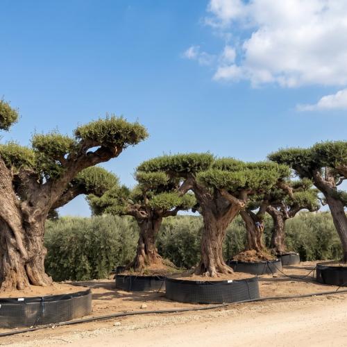 Olea Europaea Pompon Ejemplar