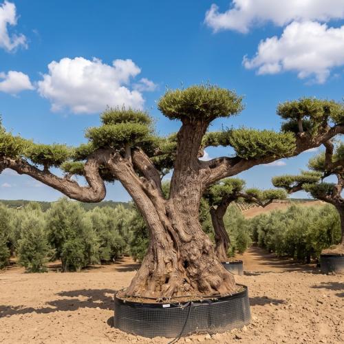 Olea Europaea Pompon Ejemplar