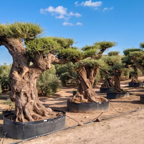 Olea Europaea Pompon Ejemplar