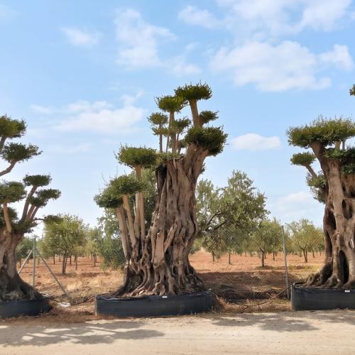 Olea Europaea Ejemplar