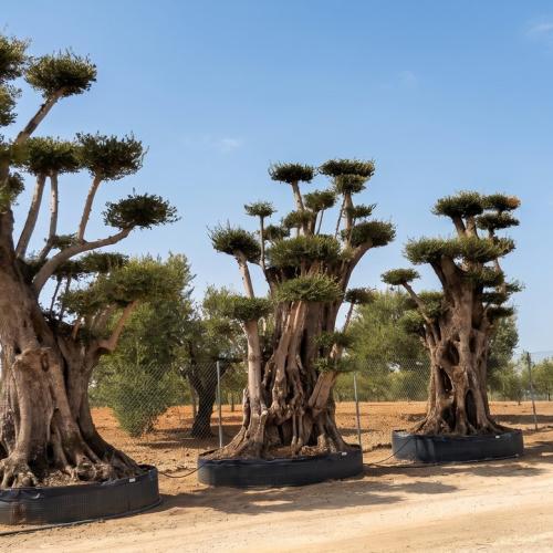 Olea Europaea Ejemplar