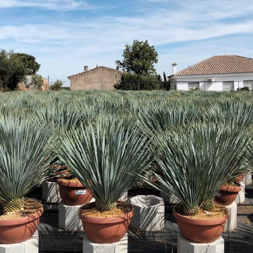 Yucca Rostrata Tarrina 23l