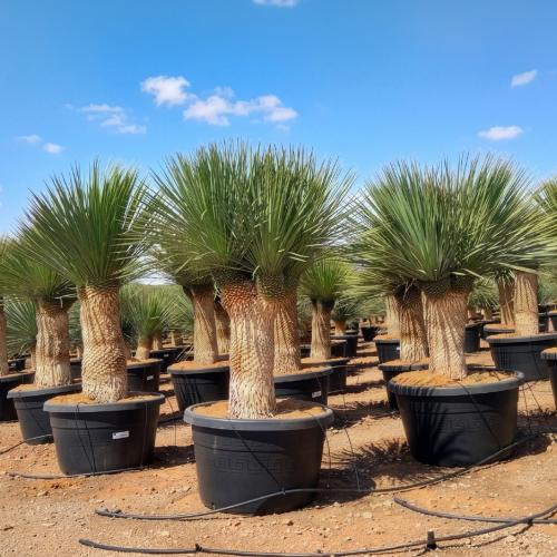Yucca Rostrata 100 110cm 100l