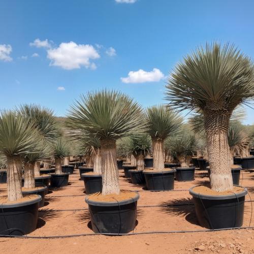 Yucca Rostrata 100 110 190 200 Multi 100 170