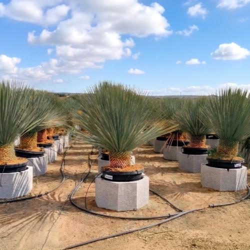 Yucca Rostrata 80 100 35 45l