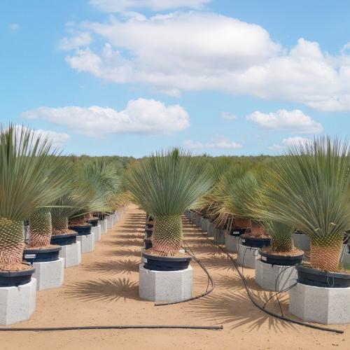 Yucca Rostrata 80 100 35 45l