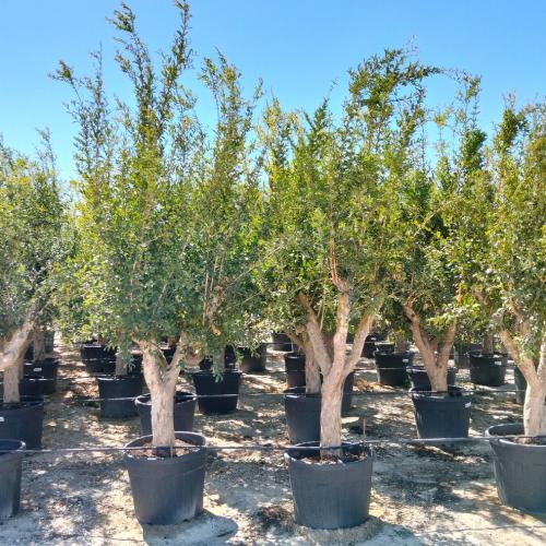 Punica Grantum 30 50cm 110l