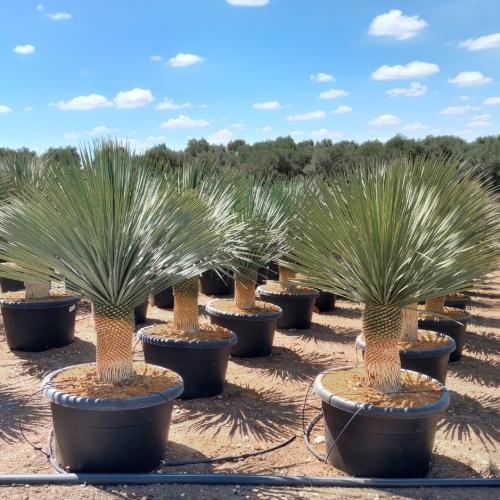 Yucca Rostrata 110 120 100l