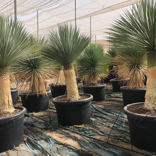 Yucca Rostrata 120 130cm 100l