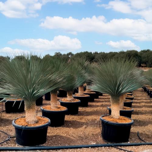 Yucca Rostrata 140 150cm 130 170l