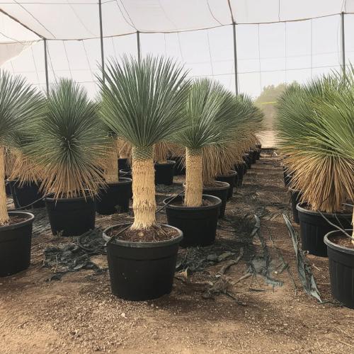 Yucca Rostrata 140 150cm 130 170l