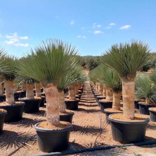 Yucca Rostrata 100 110cm 100l